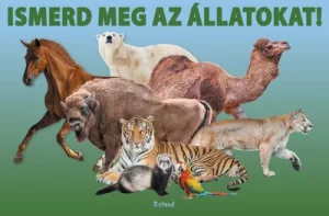 Ismerd meg az állatokat!