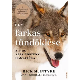 Rick McIntyre - Egy farkas tündöklése - A 6-os alfa-nőstény hagyatéka