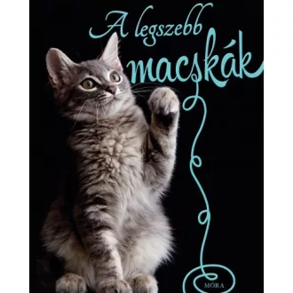 A legszebb macskák